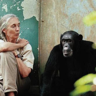 Se suceden los homenajes a la gran Jane Goodall, fallecida …