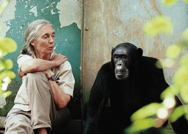 Se suceden los homenajes a la gran Jane Goodall, fallecida con 91 años: la mujer que nos enseñó la importancia de la empatía con los animales