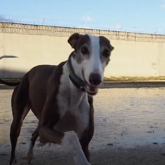 La adopción de Afrodita, una perra cuyo futuro feliz es …
