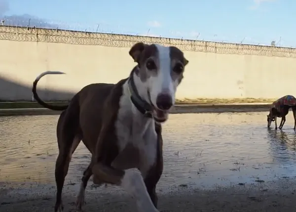 La adopción de Afrodita, una perra cuyo futuro feliz es posible gracias a los reclusos del Centro Penitenciario Madrid III