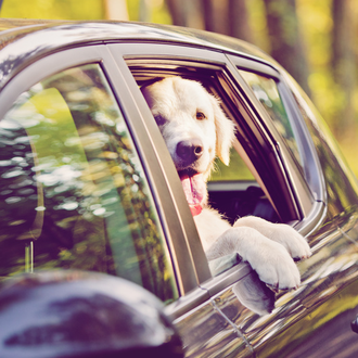 Pistas básicas para evitar que un perro se maree al …