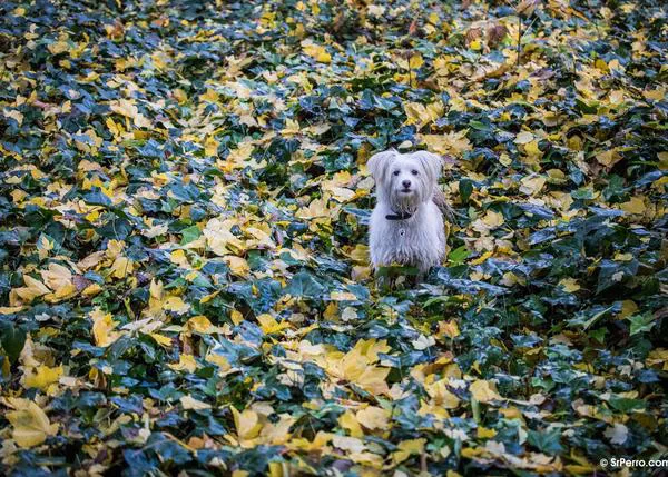 Las 11 flores y plantas más venenosas para los perros