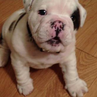 Bentley, un cachorro de Bulldog Inglés con mucho carácter