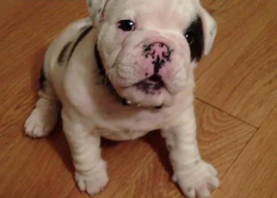 Bentley, un cachorro de Bulldog Inglés con mucho carácter