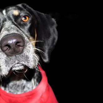 Tostada y correo, métodos perrunos para colaborar en el DOGsayuno