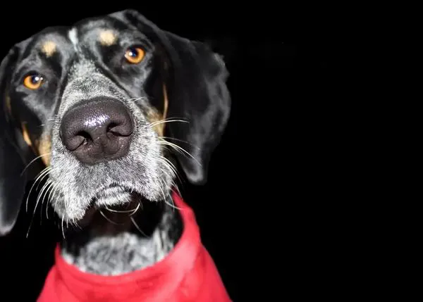 Tostada y correo, métodos perrunos para colaborar en el DOGsayuno