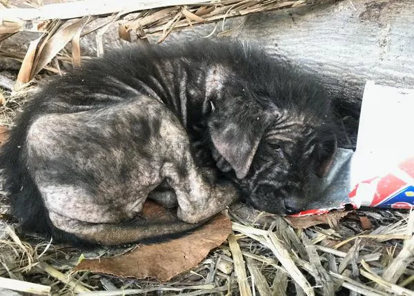 La nueva vida en Escocia de un cachorrote enfermo y abandonado al que una pareja rescató en sus vacaciones en Bali