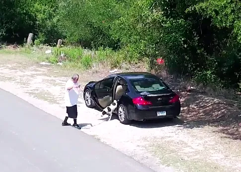 Una perra abandonada en una carretera: la historia de KD, un caso de maltrato con 