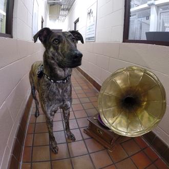Los perros también tienen preferencias musicales y... ¡optan por el …