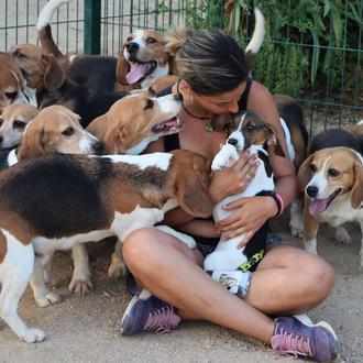32 Beagles rescatados de la experimentación y de la muerte …