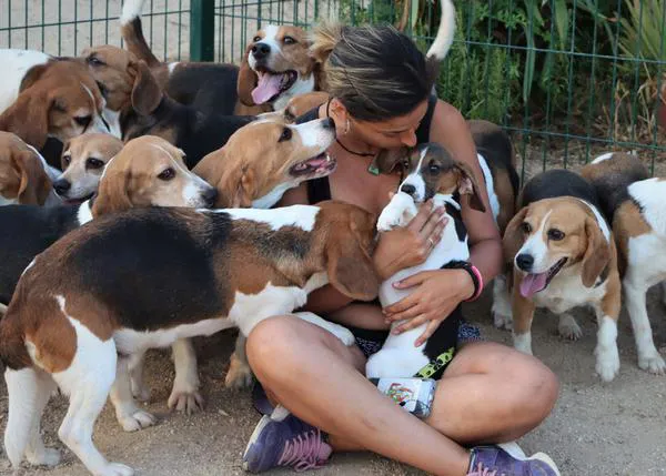 32 Beagles rescatados de la experimentación y de la muerte: dejan atrás su existencia dentro de jaulas y empiezan a vivir