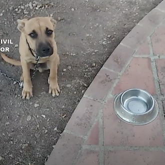 27 personas investigadas por maltrato animal en Málaga en 2020 …