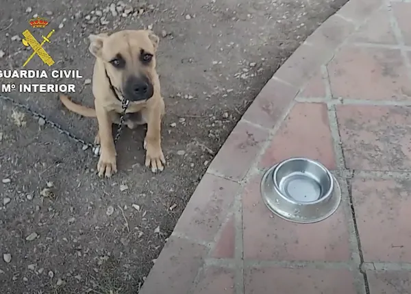 27 personas investigadas por maltrato animal en Málaga en 2020 y 96 animales intervenidos: #YoSiPuedoContarlo