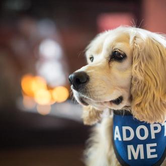 Cientos de perros han sido adoptados gracias a los (maravillosos …