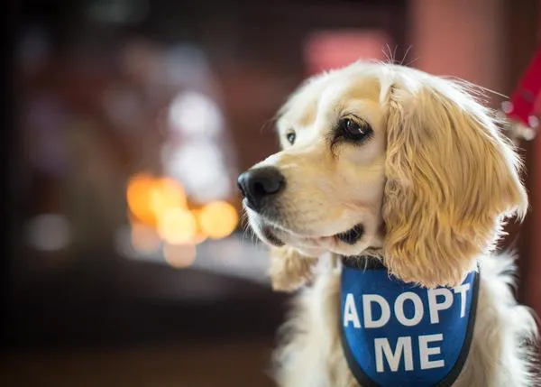 Cientos de perros han sido adoptados gracias a los (maravillosos) hoteles que ejercen de casa de acogida