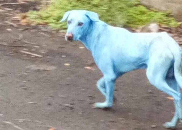 El triste misterio de los perros azules de la India