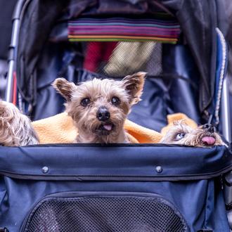 Cuando cuidar bien a un perro no es humanizar sino …