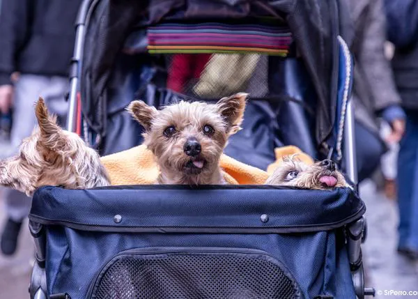 Cuando cuidar bien a un perro no es humanizar sino cuidar bien a un perro: los cochecitos para perros con problemas de movilidad