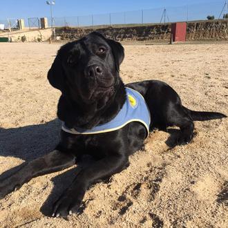 Piden ayuda para encontrar a una perra de asistencia de …