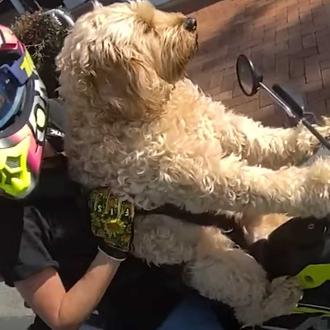 Multa por llevar a un perro en moto (y cómo …