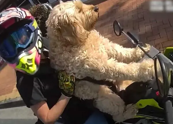 Multa por llevar a un perro en moto (y cómo llevarlo para que no te multen)