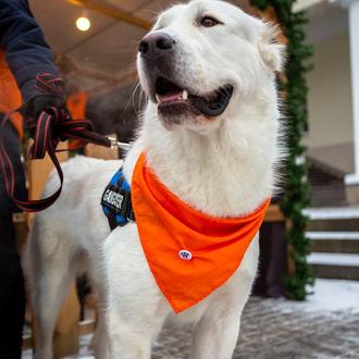 La tercera oportunidad de un perro: dos veces abandonado por …