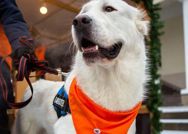 La tercera oportunidad de un perro: dos veces abandonado por fin ha encontrado a su familia de verdad