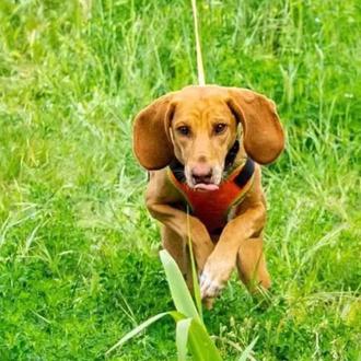 Wiki, una perra de rastreo de la Unidad Canina de …