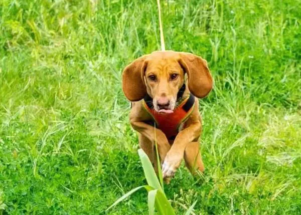 Wiki, una perra de rastreo de la Unidad Canina de Bomberos de Valencia, logra localizar a una mujer que se había perdido