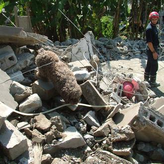 Un equipo de bomberos españoles y sus perros colaboran en …