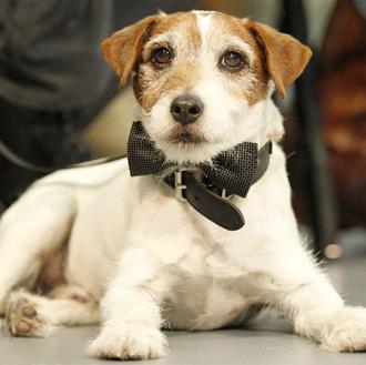 El nuevo trabajo de Uggie: Fomentar la adopción y ayudar …
