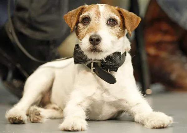 El nuevo trabajo de Uggie: Fomentar la adopción y ayudar a PETA