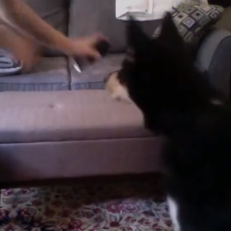 Atracción animal: El efecto AXE en versión canina y la …