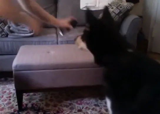 Atracción animal: El efecto AXE en versión canina y la afinidad de los perros por los olores apestosos