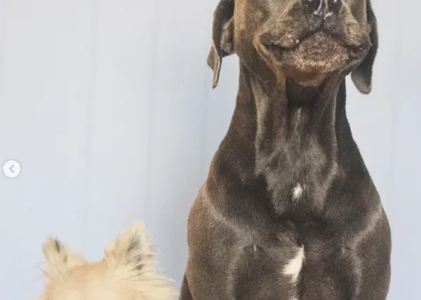 Estrellas de instagram: os presentamos al Jim Carrey de los perros, un expresivo mestizo llamado Dunkin