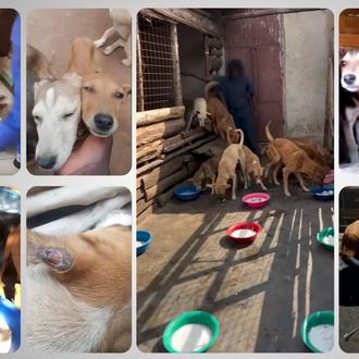 La brutal estafa del maltrato animal en Kenia: la BBC …