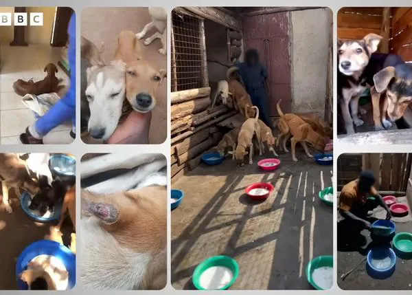 La brutal estafa del maltrato animal en Kenia: la BBC documenta cómo utilizan a los perros para conseguir dinero