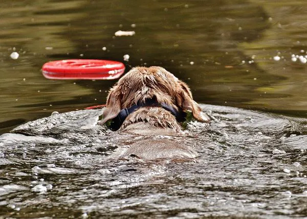 Algunos juguetes para que los perros disfruten este verano en la playa