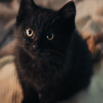 SrPerro se transforma en SrGato para celebrar la suerte de …