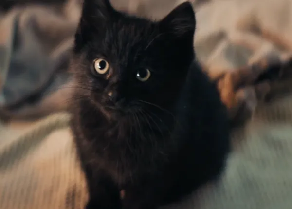 SrPerro se transforma en SrGato para celebrar la suerte de los mininos negros