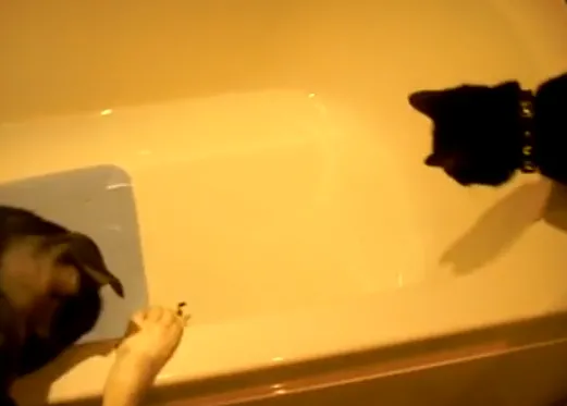 El perro, el gato y... el inesperado chapuzón