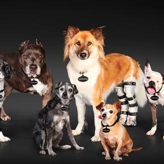Genial campaña para fomentar las adopciones de perros 