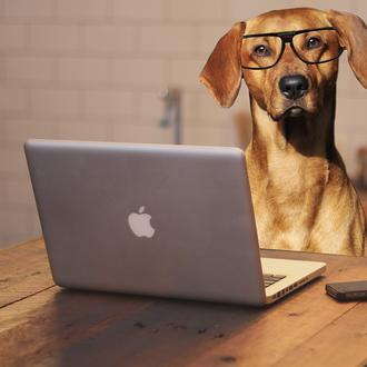 Breaking news para empresas: ser dog friendly tiene grandes beneficios