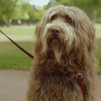 Ha nacido una estrella: Dudley, el perro que se convierte …