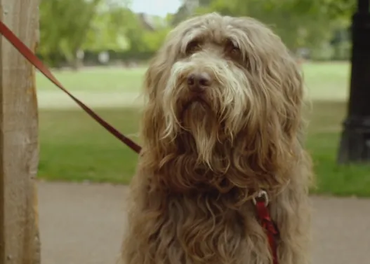 Ha nacido una estrella: Dudley, el perro que se convierte en la voz interior de su humano