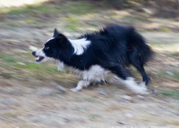 ¿Qué hacer cuando dos perros se pelean?