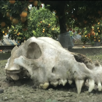 Documentan un un brutal caso de maltrato animal en Murcia …