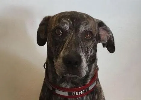 Buscan desesperadamente a Benji, el perro de una mujer víctima de violencia de género: podría estar en la provincia de Málaga