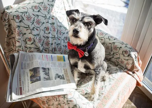 La guía de Barcelona con perro, propuesta destacada en El Periódico