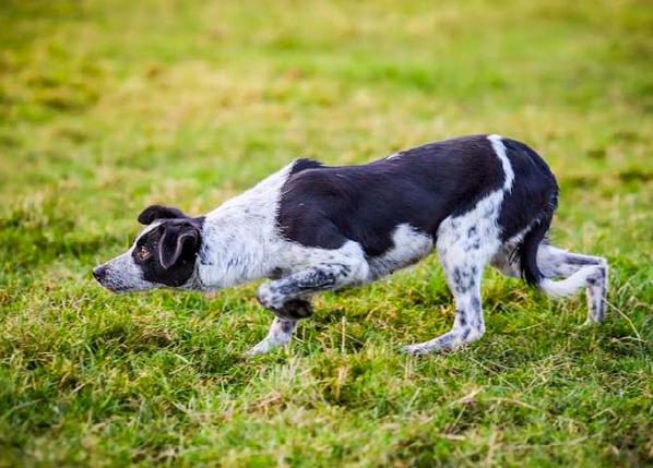 Una perra de pastoreo vendida por una cifra récord, 22.500 euros